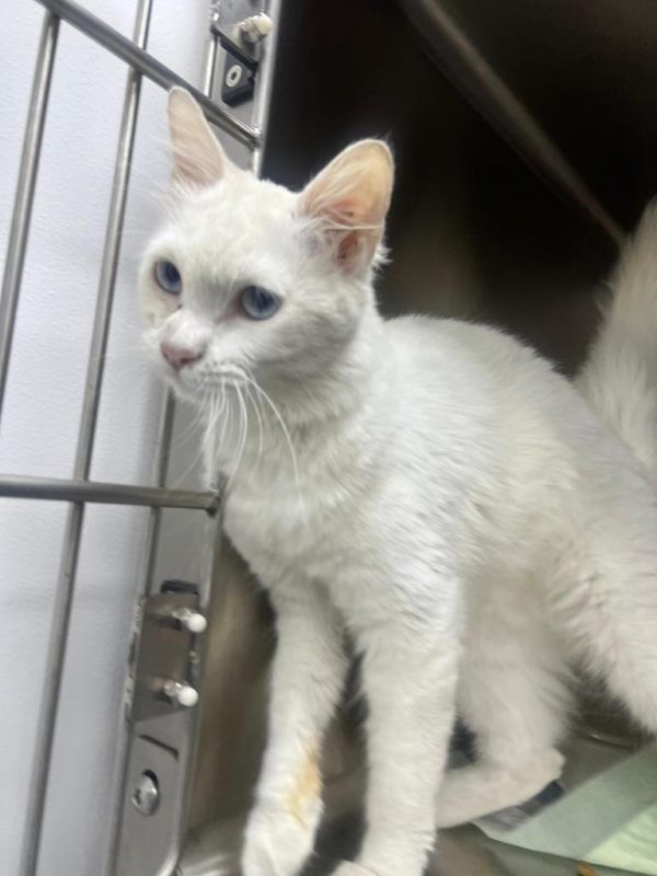 Türkisch Angora/Van und Mixe Rassekatzen und katzenverträgliche Hunde aus dem Tierschutz