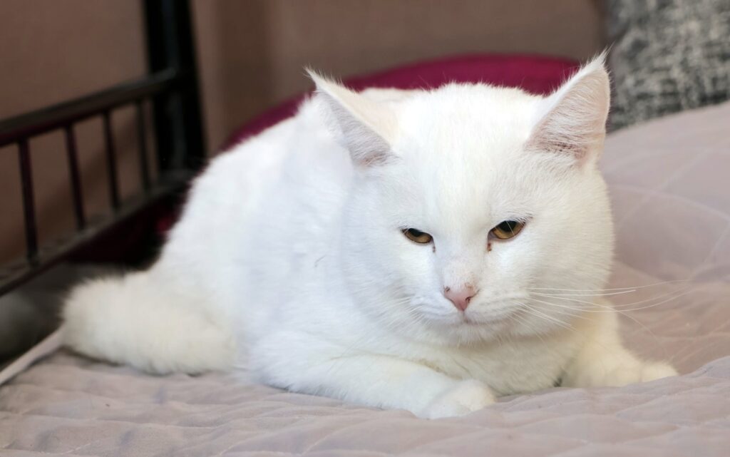 Türkisch Angora/Van und Mixe Rassekatzen und katzenverträgliche Hunde aus dem Tierschutz