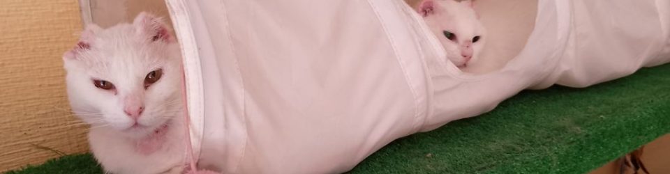 WhatsApp-Image-2025-05-26-at-12.42.07 WhatsApp-Image-2025-05-26-at-12.42.07