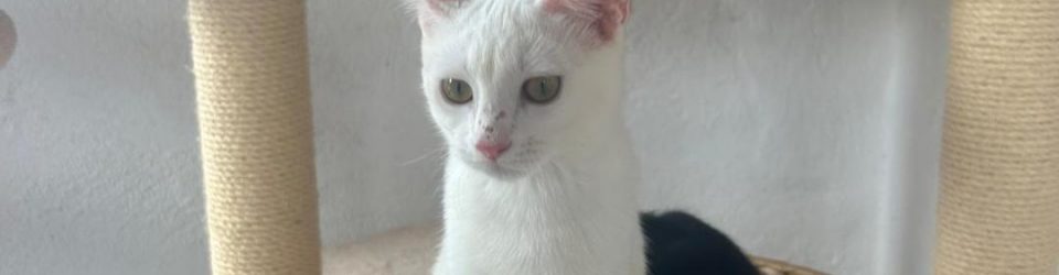 lilly1