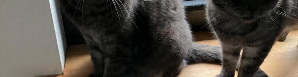 tom-jerry3 tom-jerry3