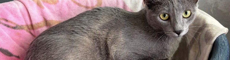 IMG-20251017-WA0001-e1761151488740